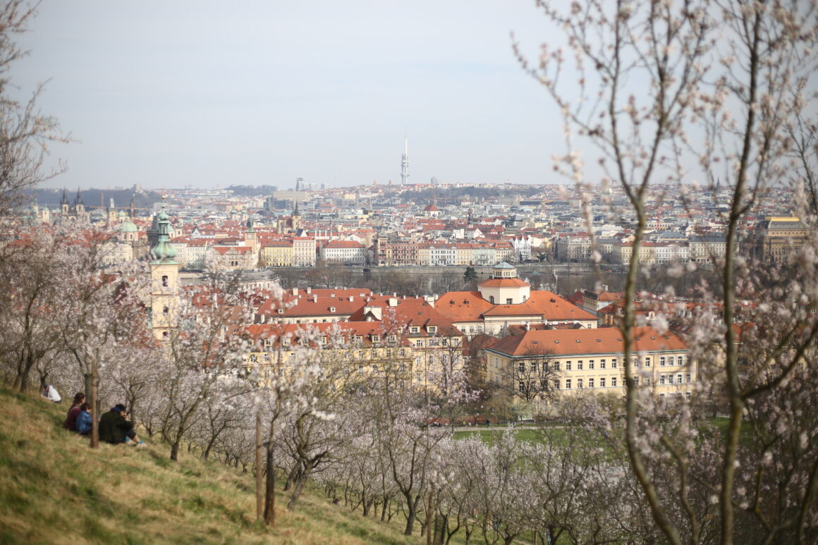 Cherry blossoms in Prague, overlooking downtown Prague