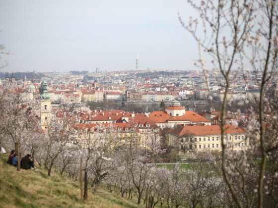 Cherry blossoms in Prague, overlooking downtown Prague