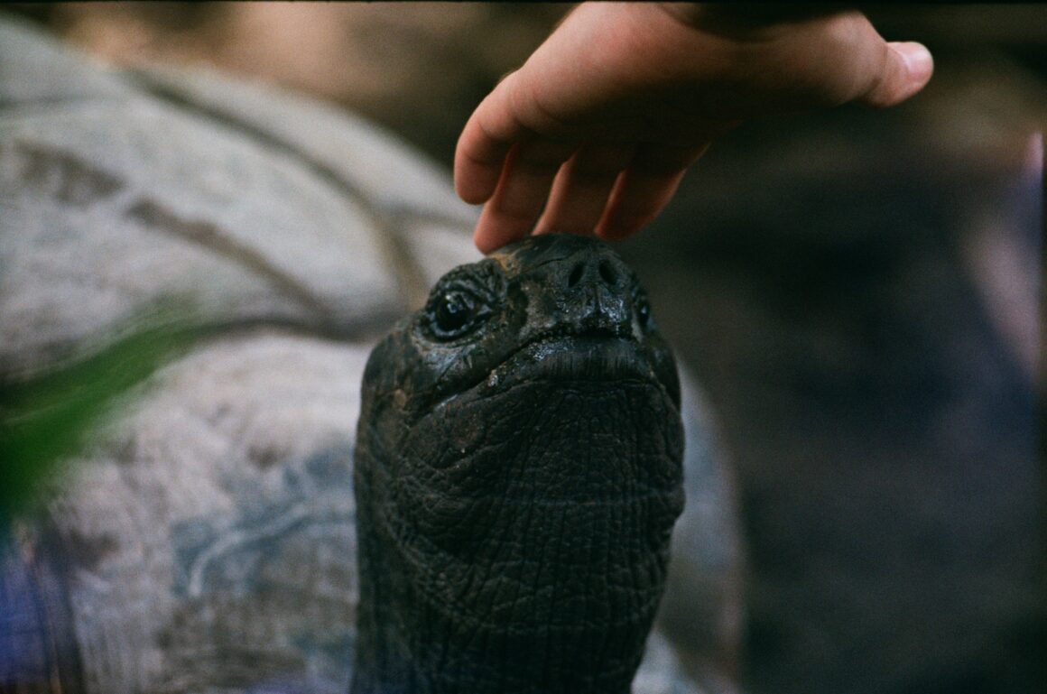 A woman pets a tortoise, one of the best things to do in the Seychelles