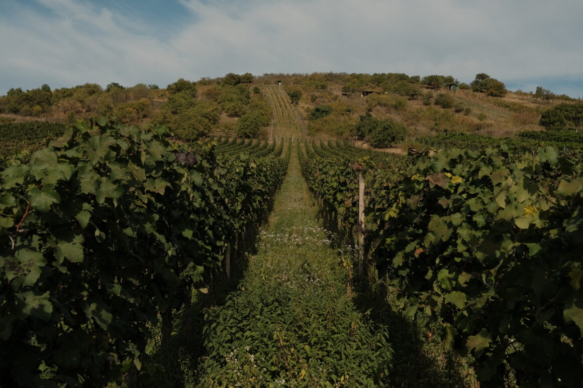 The rolling hills of Boretice in Moravia, Czech Republic, the country's wine region