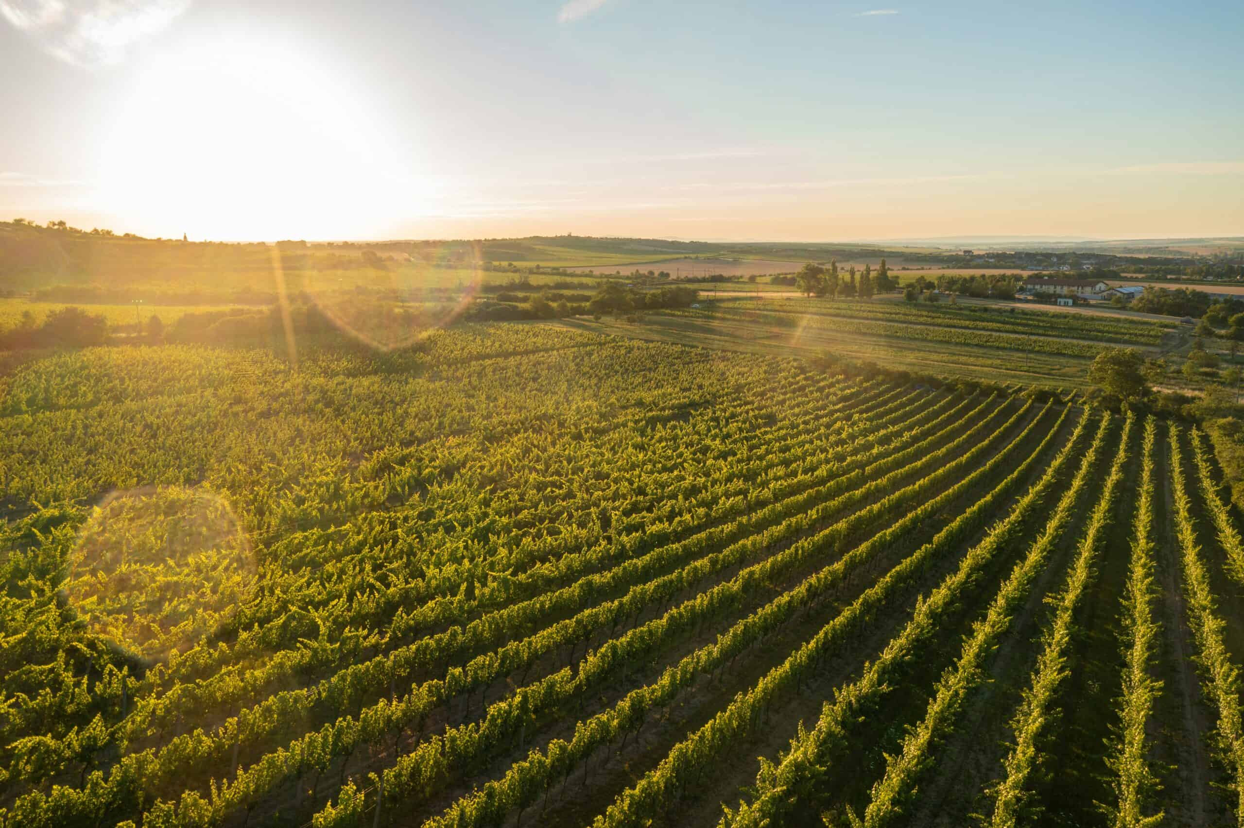 Ultimate Local’s Guide to Moravia, Czech Republic’s Wine Region ...