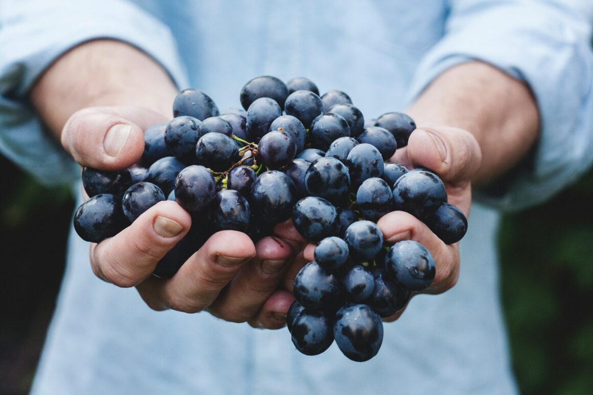 Wine grapes found in Moravia, Czech Republic's wine country
