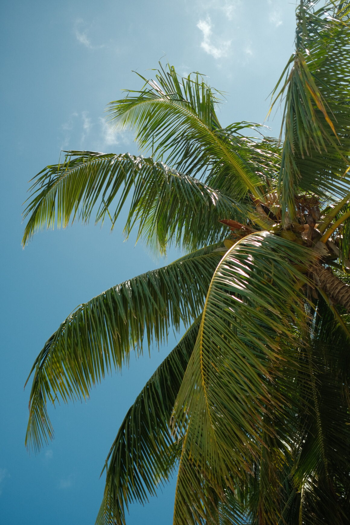 Palm trees in the Maldives, on one of the local islands