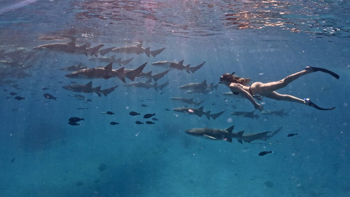 A girl swims with sharks in Fulidhoo, Vaavu Atoll in the Maldives, one of the most beautiful local islands