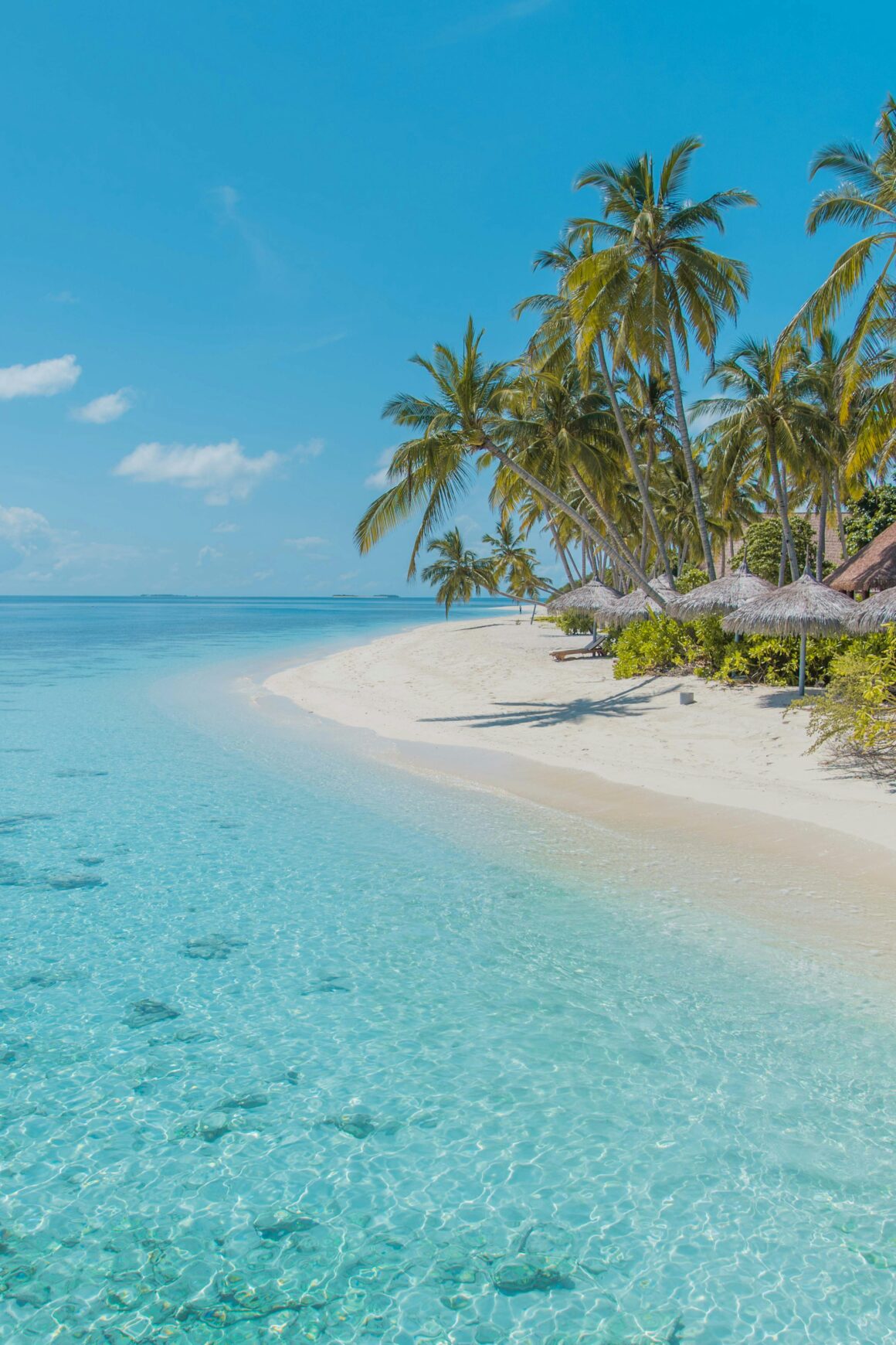 Palm trees and sandy beaches in the Maldives, taken during a budget trip to the Maldives